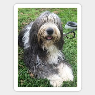 Bearded Collie - Happy Chappy Beardie Sticker